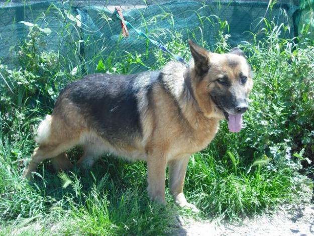 3 pastores alemanes en protectora, esperan un hogar