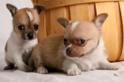 Chihuahuas cremas 150e - mejor precio | unprecio.es