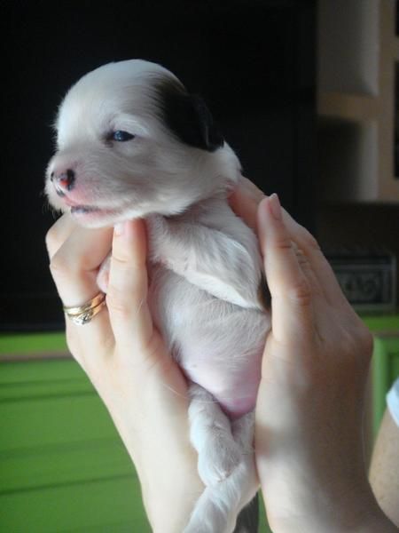 crestado chino sin pelo LOE pedigree