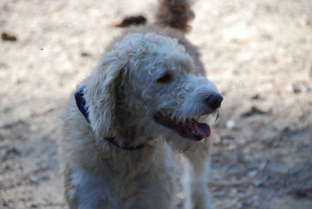 katy, perrita cruce perro de aguas mediana en adopcion