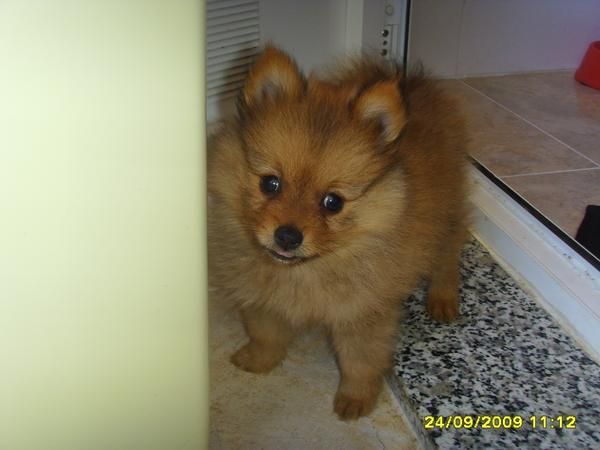 maxito de lulu pomerania
