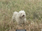 Perro De Agua macho buscando por nuevo hogar - mejor precio | unprecio.es