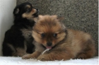 pomeranias - mejor precio | unprecio.es