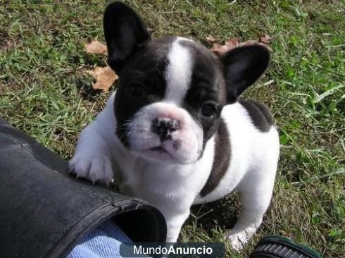 Preciosa cachorra de bulldog frances y bulldog ingles