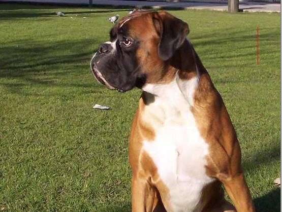 precioso boxer para montas