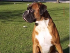 precioso boxer para montas - mejor precio | unprecio.es