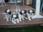 Se venden Shih Tzu con pedigree - mejor precio | unprecio.es