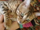 vendo excepcional BENGAL de Pedigree - mejor precio | unprecio.es