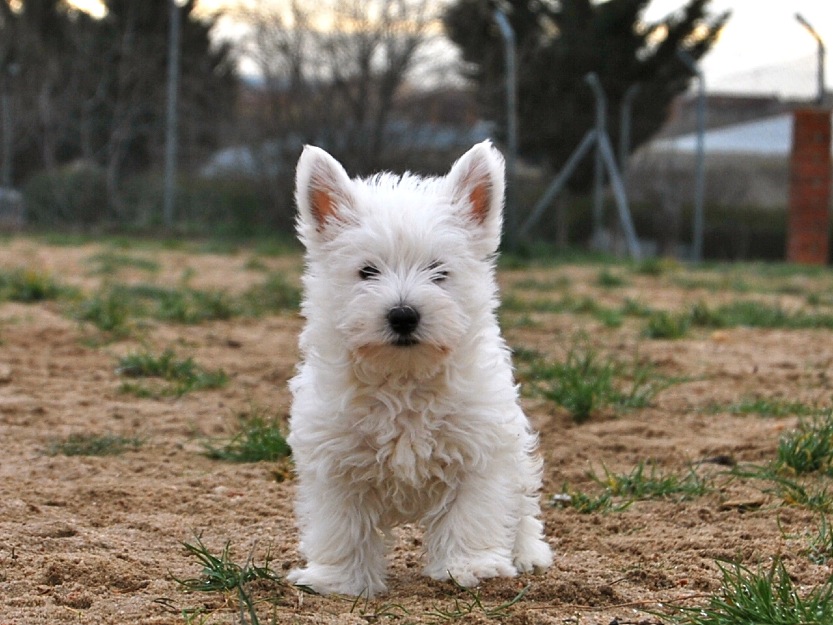 Westy , west highland white terrier, pedigree loe de la real sociedad canina de españa