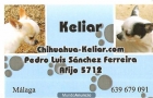 C h i h u a h u a - mejor precio | unprecio.es
