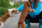 Cachorras en la carretera ayuda - mejor precio | unprecio.es
