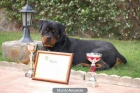 cachorros rottweilers,criadero exclusivo - mejor precio | unprecio.es