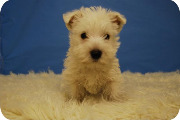 Cachorros Westy nacionales, muy peques !