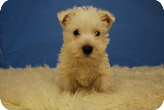 Cachorros Westy nacionales, muy peques !