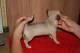 chihuahuas