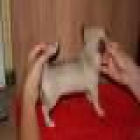 chihuahuas - mejor precio | unprecio.es