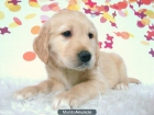 Golden Retriever Preciosos Ejemplares de calidad - mejor precio | unprecio.es