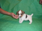 jack russell - mejor precio | unprecio.es