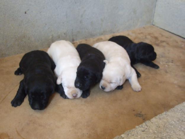 LABRADOR CAZADOR PERDIZ SALVAJE