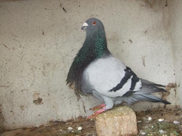 lote de buchon jiennense de vuelo