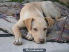 Perla cachorrita de dos meses no puede estar en el refugio - mejor precio | unprecio.es