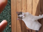 REGALO GATITA DE 11 MESES - mejor precio | unprecio.es