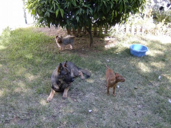 Residencia canina y felina rural, les ofrece