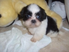 shih tzu con pedigree 350 - mejor precio | unprecio.es