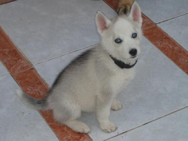 VENDO HUSKY HEMBRA