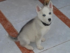 VENDO HUSKY HEMBRA - mejor precio | unprecio.es