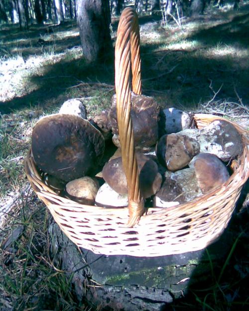 VENTA DE BOLETUS