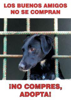 ESPAÑA: S.O.S. NO COMPRES PASTORES ALEMANES, ADOPTA Y SALVA VIDAS. (PASTOR ALEMAN)
