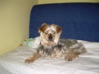 -ADOPTA A SUSANA-x YORSHIRE - mejor precio | unprecio.es