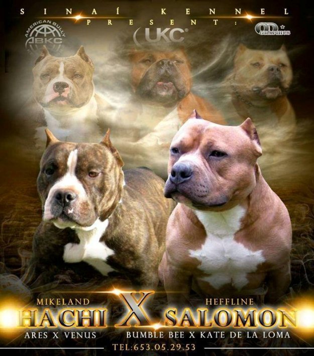 american bully