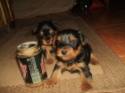 AUTENTICOS YORKSHIRE TERRIER MINI DE BELLEZA POR SOLO 400 - mejor precio | unprecio.es