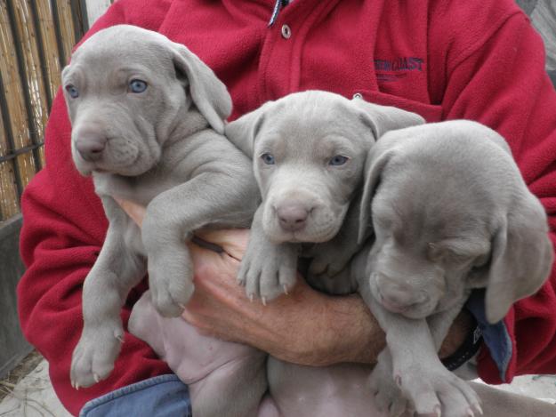 Braco de Weimar - Weimaraner