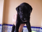 Cachorritos de labrador negros. - mejor precio | unprecio.es