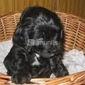 CACHORROS DE COCKER NEGRO, MUY BONITOS