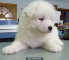 cachorros samoyedo para oferta - mejor precio | unprecio.es