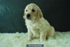 Camada de Golden Retriever entregados con dos meses - mejor precio | unprecio.es