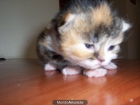 gatitos persa chinchilla - mejor precio | unprecio.es