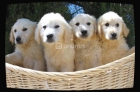 Golden Retriever excelente. - mejor precio | unprecio.es
