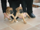 Guapisimos cachorros de pura raza - mejor precio | unprecio.es