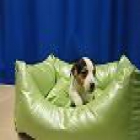 jack russel, excelentes y buen precio - mejor precio | unprecio.es