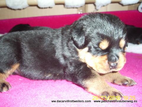 rottweiler cachorros