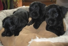 Schnauzer mini negros (disponibles 3 machos) - mejor precio | unprecio.es