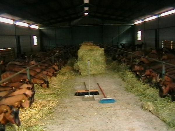 se venden  cabras de leche