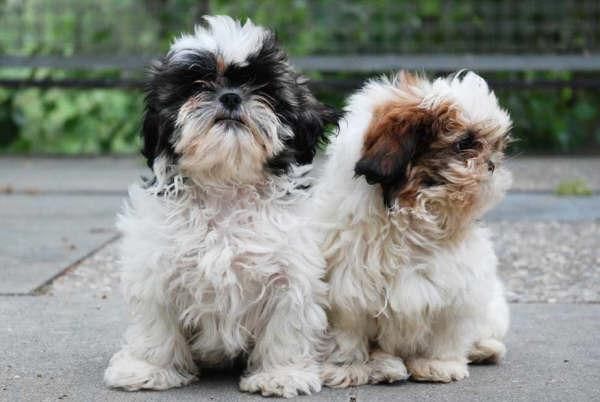 Shih-tzu, impresionantes cachorros de pura raza