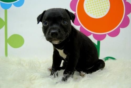 STAFFORDSHIRE  BULL TERRIER    perritos al alcanze de todos los bolsillos _ www.animalflower.com     tghtgdfgewyhg