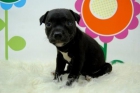 STAFFORDSHIRE BULL TERRIER perritos al alcanze de todos los bolsillos - mejor precio | unprecio.es